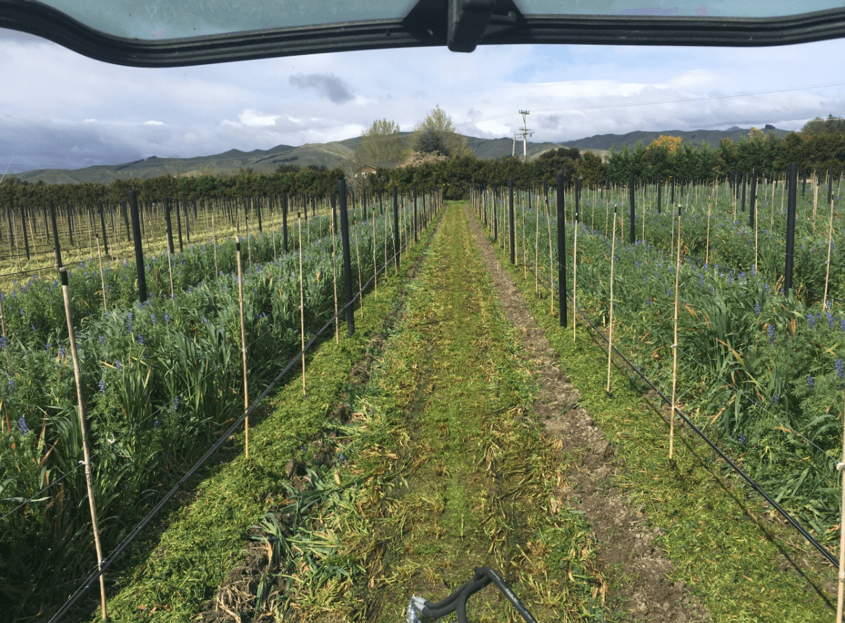 Organic Viticulture, Horticulture, Nelson, Marlborough